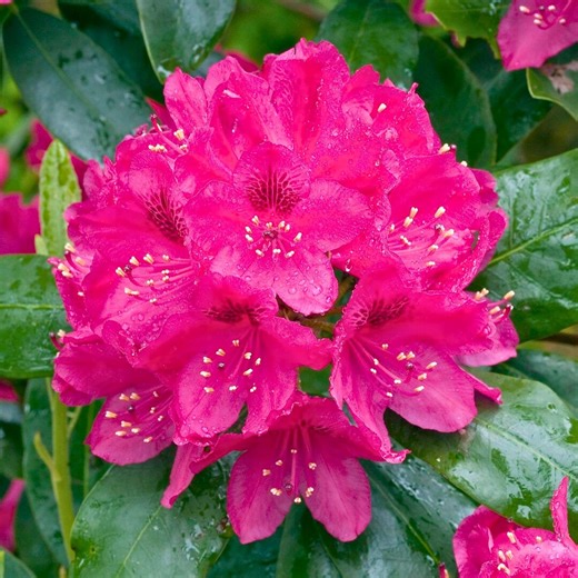 Nova Zembla Red Rhododendron – 2.5 Ft Live Plant | Evergreen Flowering Shrub | Hardy Landscape Rhododendron - Etsy