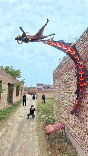 #malinois #dog #animals #fyp