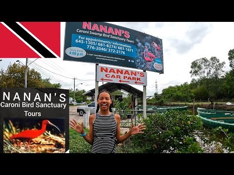 🦜 Birds, Boats & Banta! | Alesha & Mrs. Bullet Explore Caroni Swamp – Trinidad 🇹🇹