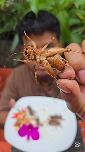 186K views · 6.6K reactions | Mukbang asmr eating Crickets #mukbang #asmr #eating #cricket  | Sonich Office | Facebook