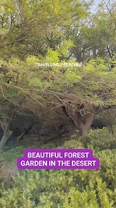Beautiful and unique forest garden of shittim trees in the desert. #Israel #garden #travel #viralreelsシ #bible #share | Pastor Aries Paduga - The Travelling Preacher in Israel