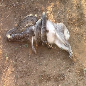 African Rock Python kills and swallows Scrub Hare whole! | Natural Animals