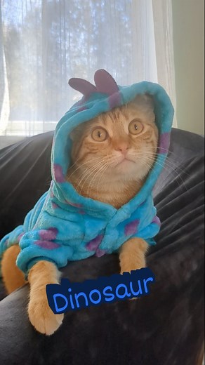 Dinosaur! Rawr! Sound on for best results 🦖 #dinosaur #rawr #catvideos #catshorts #cat | Zoey Zestyclaws