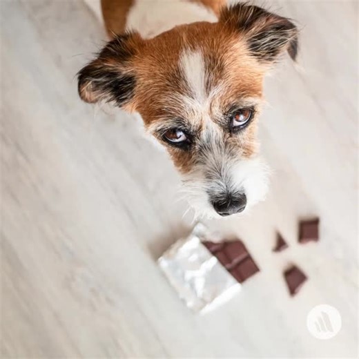 The oral LD50 in dogs of both caffeine and theobromine is reportedly 100–200 mg/kg, but severe clinical signs and death may occur at much lower doses, and individual susceptibility to methylxanthines varies. Try out our chocolate toxicity calculator: https://mrkmnls.co/4gFbbd7 | The Merck Veterinary Manual