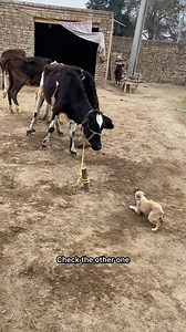 Look at how pappy is getting aggressive #cowfarming #rehmanchvlogs #dogpuppy #gultairdog | Rehman ch vlogs