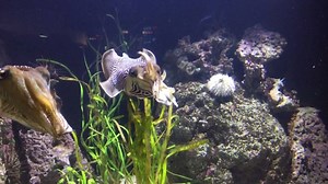 25K views · 877 reactions | Common cuttlefish eat by shooting out...
