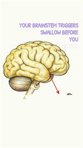 Why You Drool in Your Sleep: The Swallow Reflex