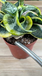 🪴COMMENT “SOIL” FOR LINK 🪴OR CLICK ON THE LINK IN MY BIO FOR THE CUSTOM SOIL MIXES I USE ON MY PLANTS My Sansevieria “Twisted Sister” grew a new baby pup on the side so I decided to make a new plant out of it and rescue the momma plant from growing sideways. Here’s how I did it. Materials: -Mother Plant w/ Baby -Pine Bark -Coconut Coir -Perlite -Sand -Pot Instructions: -I started by adding some pine bark to help with aeration. -Then coconut coir which will provide water holding capacity. -And 