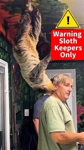 1.9K views · 1K reactions | Sloth Keeper Only! Go behind the scenes and see if you have what it takes to be a Sloth Keeper. | Ocoee Riverside Farm | Facebook