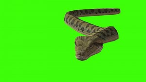 Download Snake Crawling Animation for free