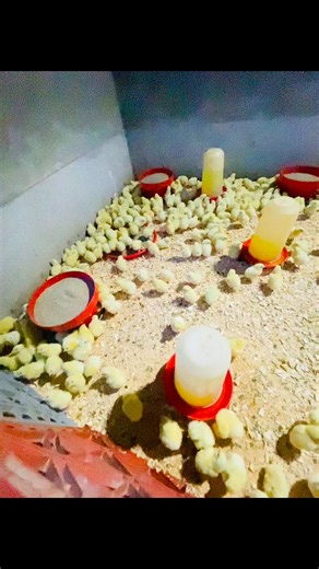 4.9K views · 79 reactions |  After Placement Care Once your chicks are placed, watch them closely! ✅ Check if they drink water before eating✅ Monitor their behavior for comfort (not too hot, not too cold)✅ Keep the brooder warm (32–34°C) & well-ventilated✅ Record numbers and note any mortalities Healthy chicks on Day 1 = strong flock tomorrow!  #fblifestyle | The New Dawn Poultry Farm | Facebook