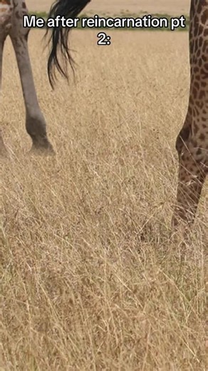 #fyp #foryou #foryoupage #trending #fypシ #foru | dimpey reincarnation