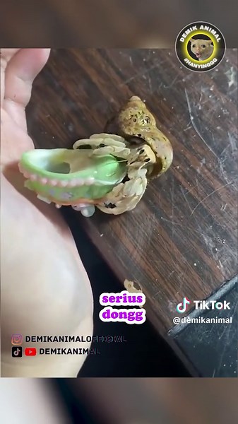 HATI HATI KALO KE KEBON BINATANG #fyp #dubbing #dubbinglucu #dubbinghewan #dubbingbinatang #dubbingindonesia #demikanimal #demikanimalofficial