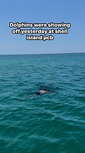 Come join us on a tour at shell island! You never know what we will see or find! Follow us for more amazing content of sea life and adventure #viralpost2025シ #fypシ゚viralシ #viralreelsfacebook #fypシ #swimmingwithdolphins #florida #ocean #sealife #dolphins #Amazing #incredible | Shell Island Dolphin Tours LLC