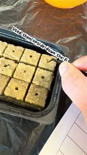 Starting seeds in rockwool cubes the proper way #fromscratchwithcody #growyourownfood