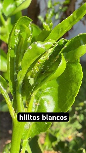This is what Diaphorina citri, the vector of HLB, looks like. #citrus #hlb #pests #diseases #fruit