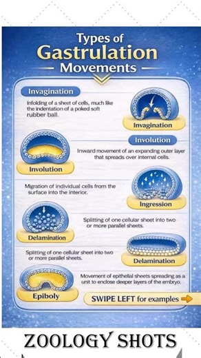 Types of Gastrulation movements || Developmental Biology || #developmentalbiology #csirlifesciences