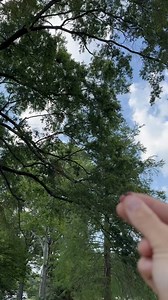 Locked in! #Falcon #BirdOfPrey #Wildlife #Falconry #ReelItFeelIt #WatchThis #ViralReels #ReelOfTheDay #MustSee #IncredibleNature | Bird Hunting