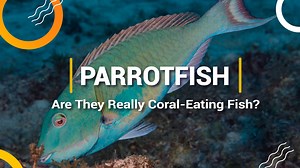 19K views · 578 reactions | Today, we have an intriguing fact to share about parrotfish. While many people believe these colorful fish feed on corals, that's not the truth. Curious to know why? Watch the video to uncover the answer! | Dressel Divers | Facebook