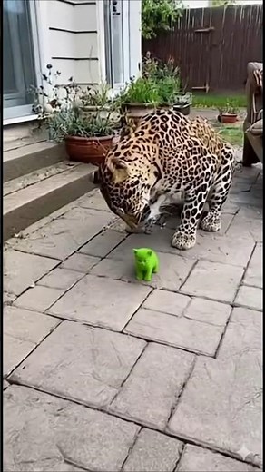 Brave Cat vs Ferocious Leopard 🐆 | The Power of a Mother’s Love 💖