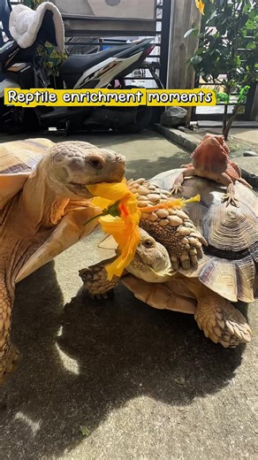 Creating a Healthy Environment for Reptiles