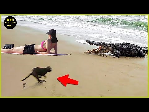 50 Animals That Saved Other Animals - Hero Animals That Saved Human Lives #31 | Best moment of 2024!