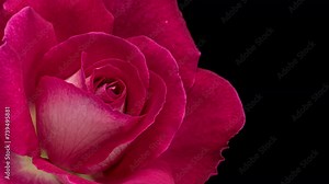 Beautiful opening pink rose . Petals of Blooming pink rose flower open, time lapse, close-up. Holiday, love, birthday design backdrop. Bud closeup. Macro.