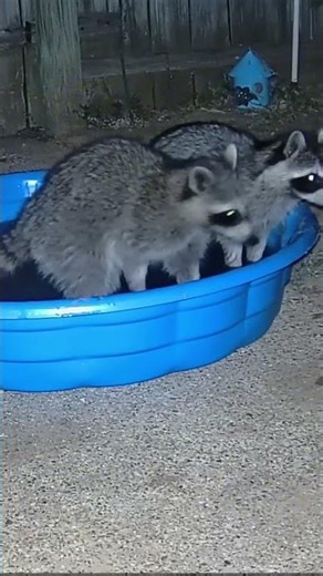 “You HAVE to See This! 🦝😂 Raccoons Playing in the Critter Pool!”