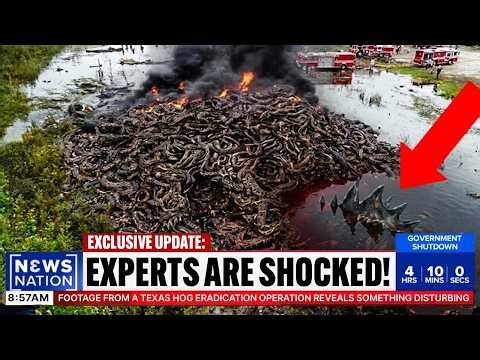 Tracker Goes Silent in the Everglades — What Took Down This Apex Python Is Unthinkable