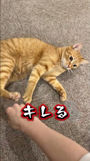 チャイさんの暮らし149。