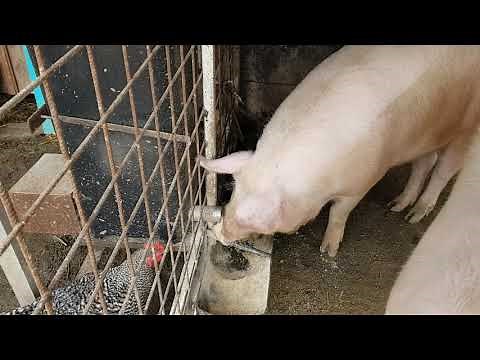 Hranitor automat smart porci (hanitoare automata) caini/pisici/pasari/cai/vite - Comana, Giurgiu