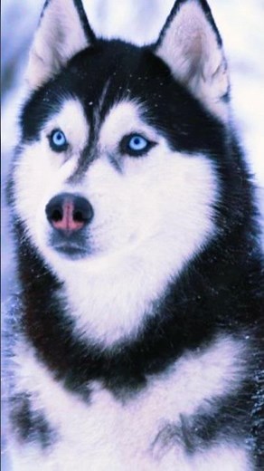 🐺 5 Amazing Husky Facts That Will Blow Your Mind! 🤯 #Shorts