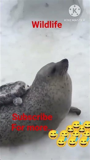 Can Animals Really Talk? Discover the Secrets of Wildlife #animalcommunication