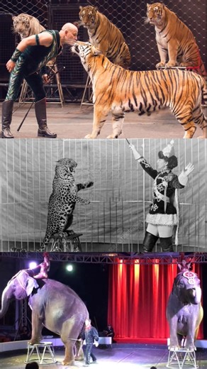 Why I Love Wolves So Much || #wolf #animals #youtube