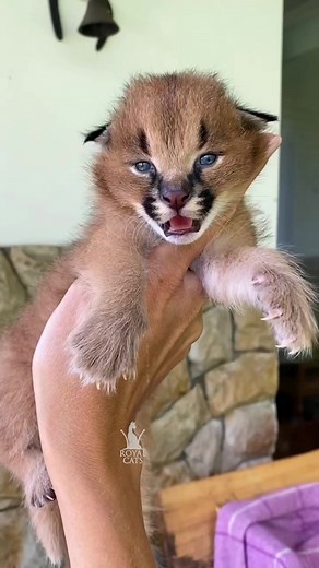 Sweet Caracal Baby Voice Compilation