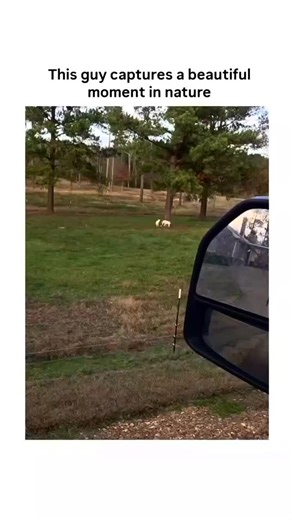 Science/ Technology World/ Latest on Instagram: "The video opens with a view from inside a vehicle, capturing a lush green field dotted with tall pine trees under a partly cloudy sky, where a group of small white baby goats playfully chase each other around the base of a thick tree trunk. The footage, slightly shaky and framed by the car's side mirror in the foreground, shows the kids darting in circles with energetic bounces, their tiny legs kicking up as they weave in and out, occasionally pau