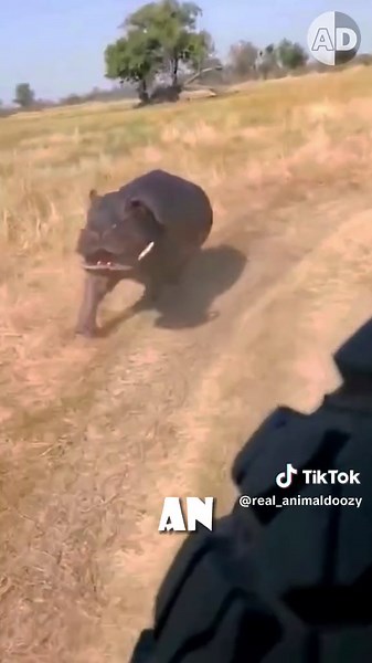 Did you know hippos don’t swim? They WALK underwater! 🦛 Find out how these giants move with surprising speed and agility! #hippos #animallover