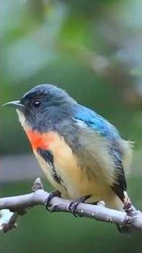 Beautiful Songbirds & Their Secret Language in 4K/UHD