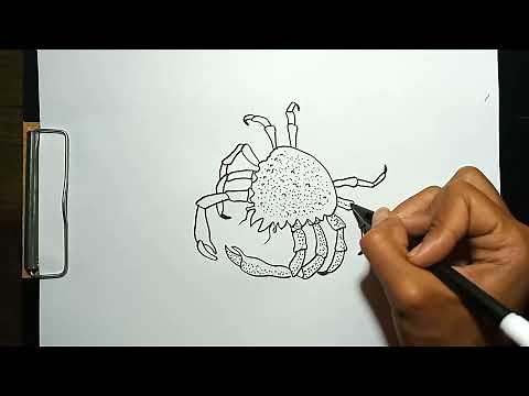 How to Draw Spider Crab Step by Step