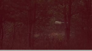 21 reactions | Ukrainian Air Assault Troops Unleash the Power of the M109 Paladin Howitzer in Action!  #UkrainianArmy #Firepower | Ukraine United | Facebook