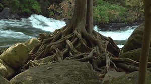 Large Cedar Tree Sprawling Exposed Roots Stock Footage Video (100% Royalty-free) 3974578371 | Shutterstock