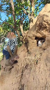 805K views · 10K reactions | Great Monkey SokYaa Meet Homeless Rabbit & Save Back Home. | Sokya Video | Facebook