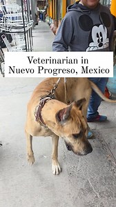 You often see such cutie pootie puppies walking or in wagons or strollers in Nuevo Progreso, Mexico going to the vet ❤️ | Keely Orta