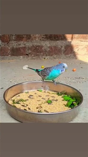 বাজরিগার পাখির দাম কত 🤔 #birds