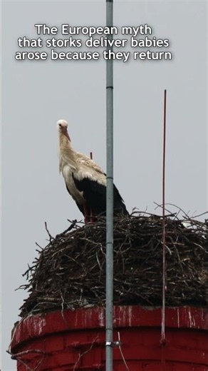 Interesting facts about White stork (Ciconia ciconia)