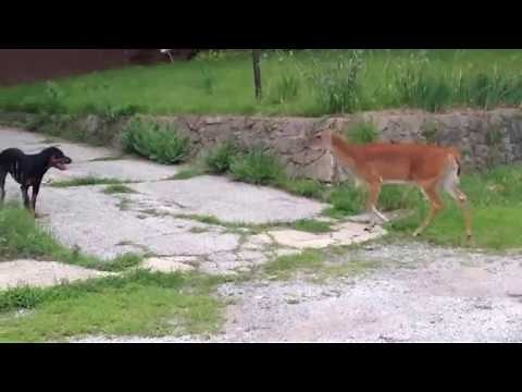 Deer vs Dog Voice Over
