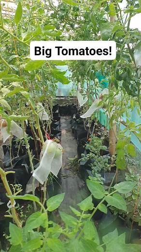 194K views · 878 reactions | New big heirloom tomato varieties! #tomato #growfromseed #gardening #organicgardening #growyourownfood #naturallygrown #organicfood #countrysidelife #fypageシ #fypシ゚viralシ | Ceen's Haven & Gardens | Facebook