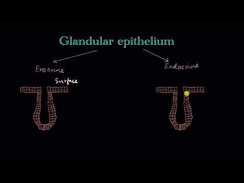 Glandular epithelium | Structural organization in animals | Biology | Khan Academy