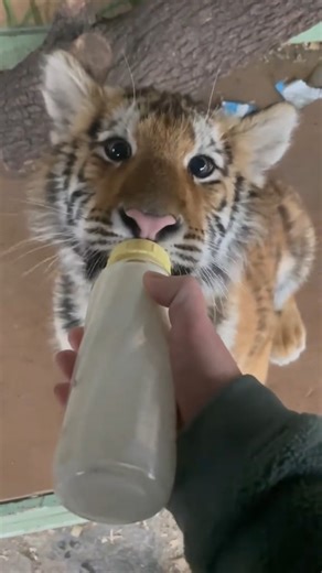 LuxePet on Instagram: "🐅 The Siberian Tiger: Earth's largest big cat is a masterpiece of power. 🧡 Help your mighty predator (big or small) thrive with the right fuel and space! 🚀 Shop our premium pet supplies! 👉 Tap the link in our bio to unleash their best life! #siberiantiger #amurtiger #bigcats #AnimalFacts #Endangered #PetCare #PetSupplies #ApexPredator"