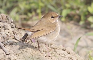 Rufous tailed robin - Alchetron, The Free Social Encyclopedia